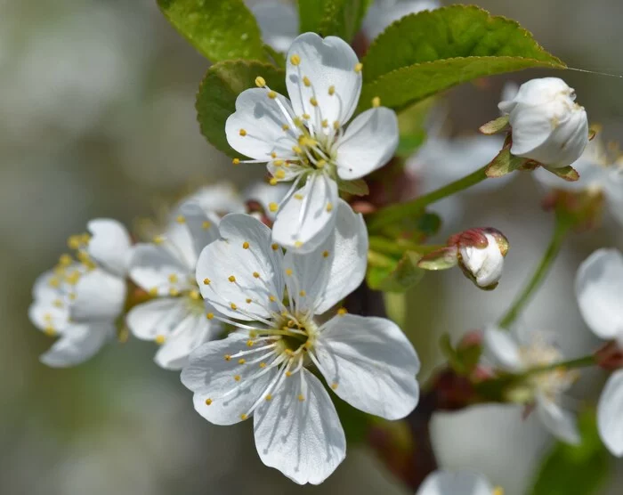 Cherry - My, Cherry, Bloom, Spring