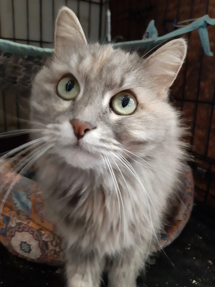 В Госдуму внесён законопроект об обязательной стерилизации и маркировке домашний животных