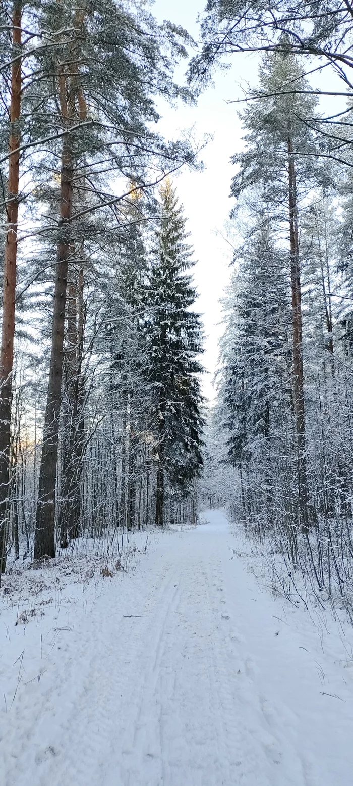 snow path - My, Snow, Forest, Longpost, Nature