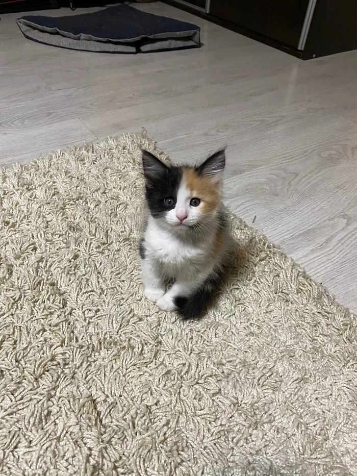 How to go to the neighbors to look at little kittens and not be able to leave empty-handed - My, The photo, Maine Coon, Scottish lop-eared, cat, Mestizo