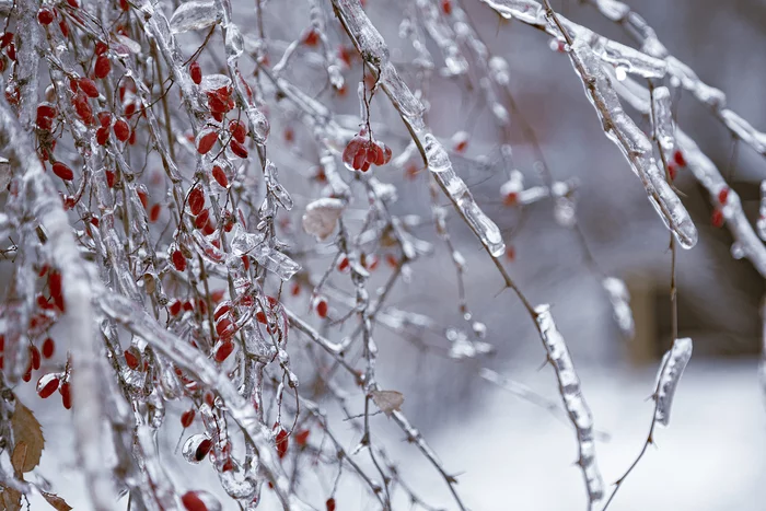 After freezing rain - My, The photo, Freezing rain, Nature, Ice, Longpost