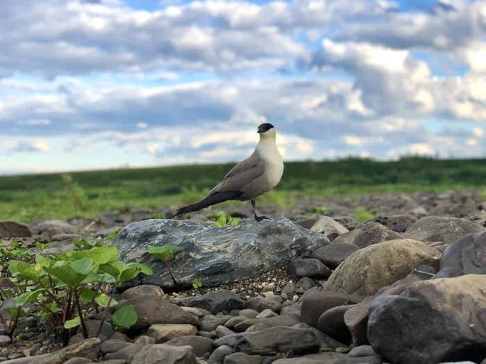 I wish I could go back and relive those days again..) - My, Nature, North, Birds, Insects, Longpost