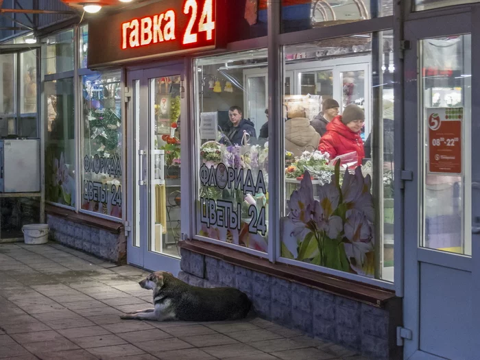 Gavka 24)) - My, Town, Dog, Score, Signboard