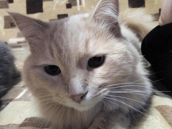 Из спасенных котов
