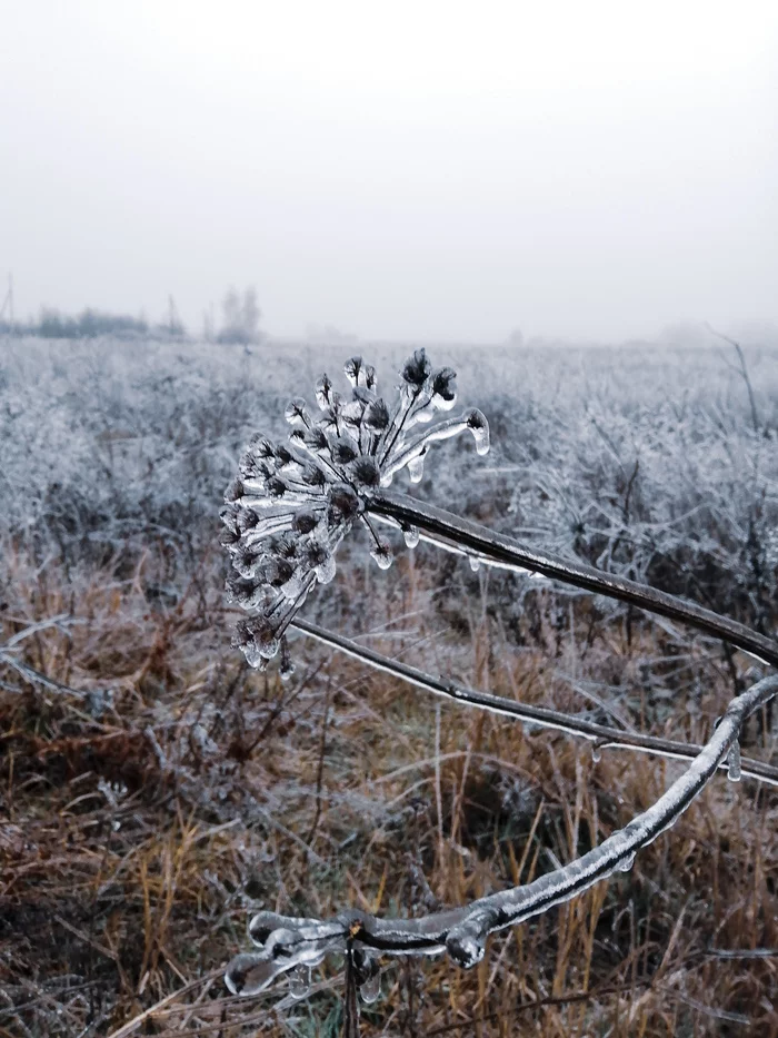 After freezing rain - My, Nature, Mobile photography, Autumn, Ice, November
