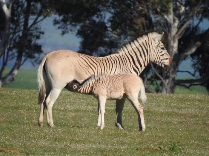 Quagga: Completely died out 150 years ago, but has been recreated through complex selection. Has a lost subspecies of zebra returned to us? - Quagga, zebra, Animal book, Yandex Zen, Longpost