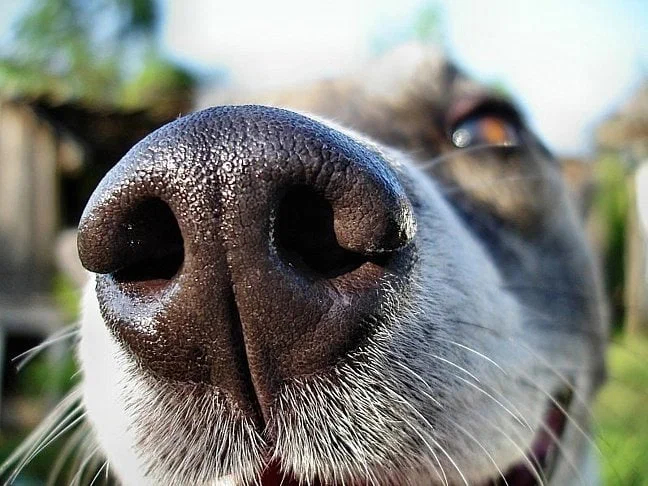 Мокрый или сухой нос никак не влияет на здоровье собаки. Миф про мокрый нос не имеет смысла и может сыграть злую шутку Нос, Собака, Книга животных, Яндекс Дзен, Длиннопост
