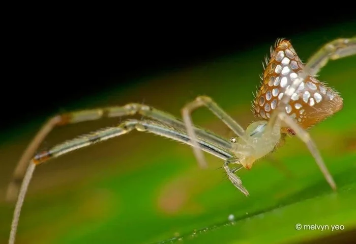 Mirror Spider: A tiny spider transformed its body into a stained-glass mirror. How did he do it? And why does he need it? - Spider, Arthropods, Animal book, Yandex Zen, GIF