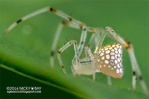 Зеркальный паук: Крохотный паук превратил своё тело в зеркальный витраж. Как он это сделал? И зачем ему это нужно? Паук, Членистоногие, Книга животных, Яндекс Дзен, Гифка, Длиннопост