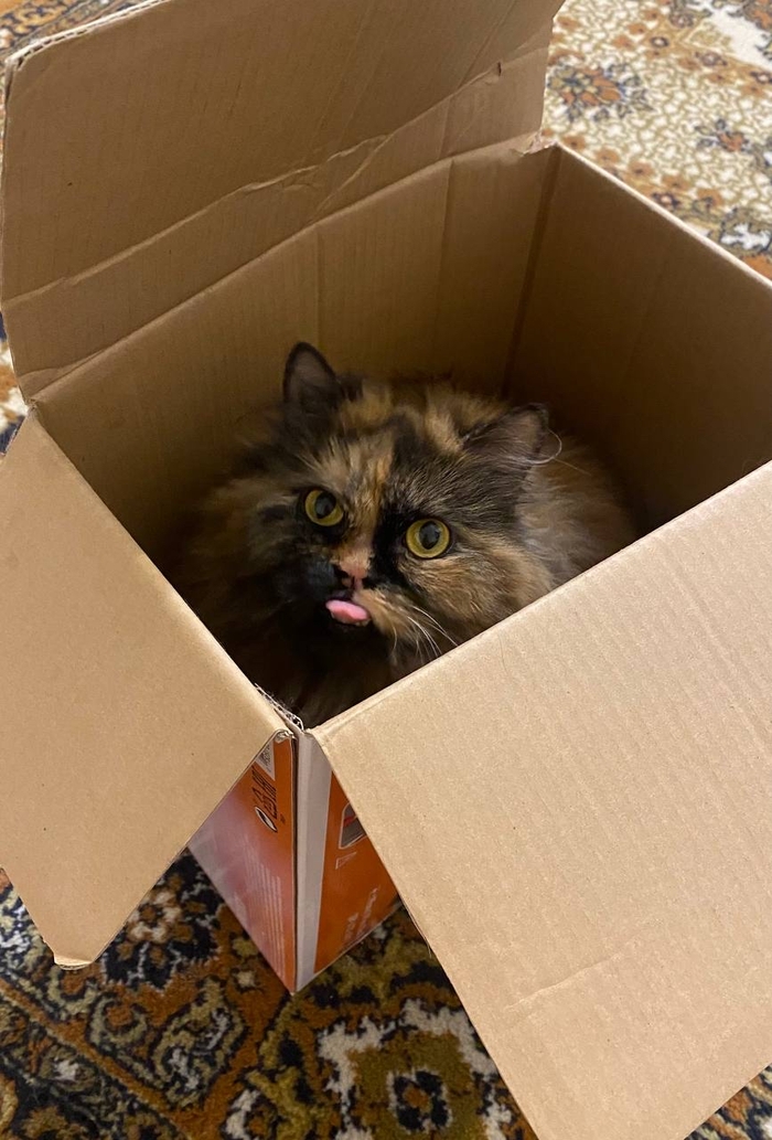 ����� ��������