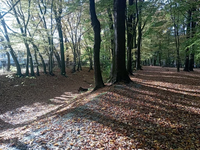 October - you are always beautiful - My, Kaliningrad, Nature, Autumn, Longpost