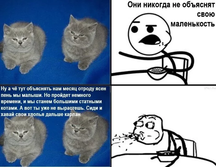 Shevtsov will approve such jokes) - Memes, Milota, Images, Hardened, Subtle humor, Sad humor, Wordplay, Alexey Shevtsov, cat, My, Picture with text, Humor