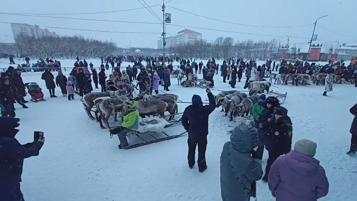 Воркута сегодня. Праздник Севера - Моё, Воркута, Северные олени, Зима, Фотография, Длиннопост