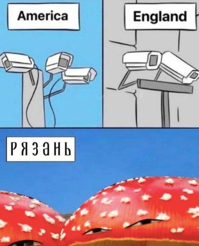 They eat, they look - Picture with text, Ryazan, Mushrooms, Video monitoring