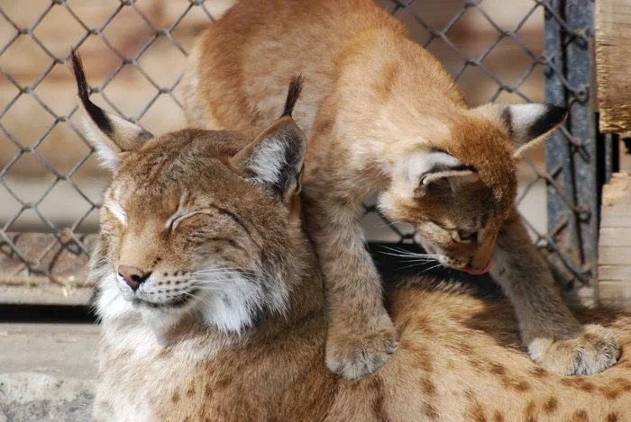 Mother lynx with cub - My, The photo, Portrait, Cat family, Lynx, Milota, Wild animals, Menagerie