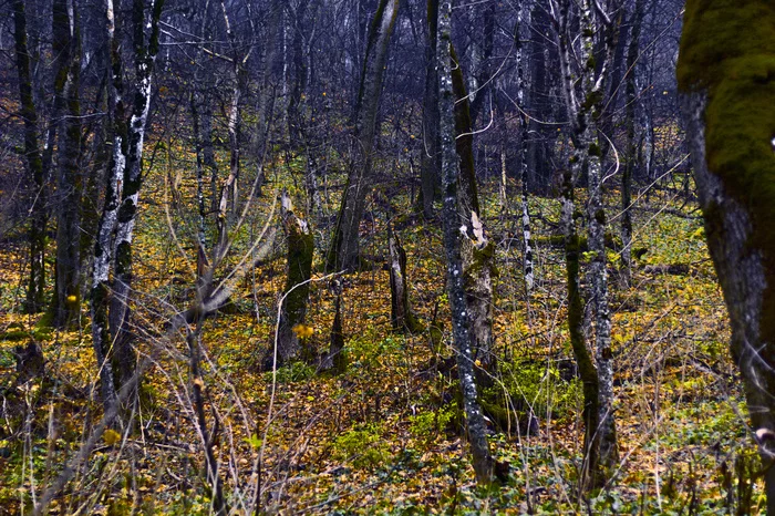 Немного осеннего леса - Моё, Canon, Железноводск, Фотография, Природа, Лес, Осень