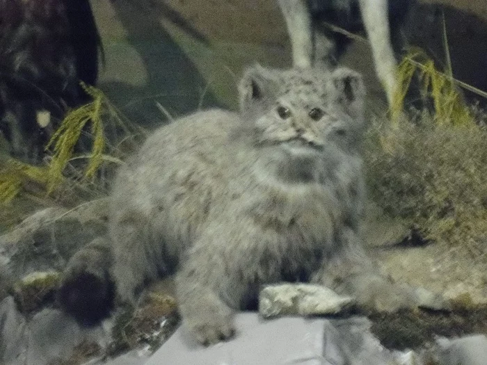 15000 manul. Congratulate - My, Pallas' cat, Tired of, congratulate me