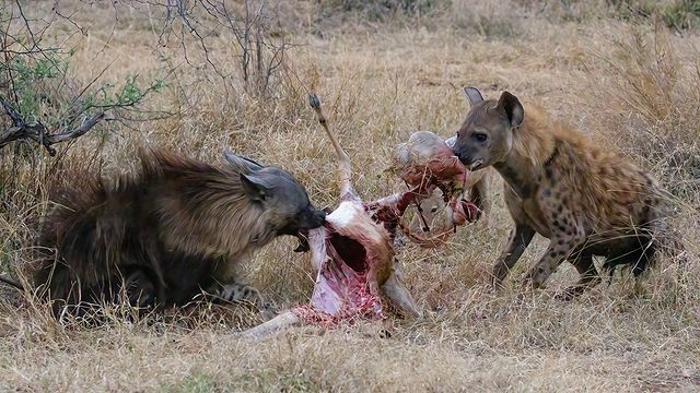 carve-up - Brown hyena, Spotted Hyena, Hyena, Predatory animals, Animals, Wild animals, wildlife, Nature, Reserves and sanctuaries, South Africa, The photo, Mining, Carcass, Remains