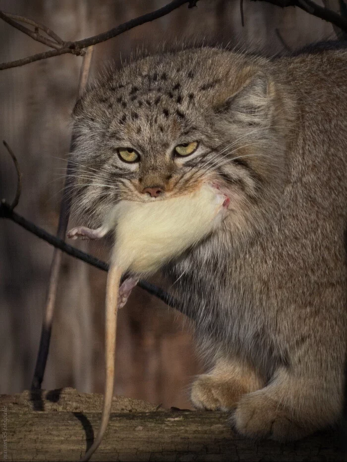 Continuation of the post The best hunter - Pallas' cat, Pet the cat, Small cats, Cat family, Wild animals, Vote, The photo, Hunting, Mining, Negative, Longpost, Repeat, Reply to post