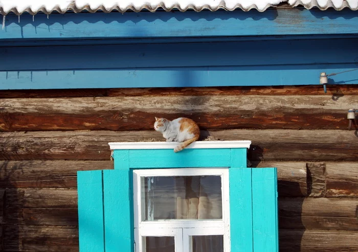 The cat on the window - My, The photo, Siberia, Krasnoyarsk, Mood, cat, Window, shutters, Winter