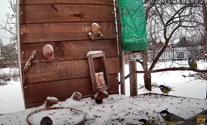 Made heating on the feeder, but it does not seem to work - My, Trough, Automation, Birds, With your own hands, Video, Youtube