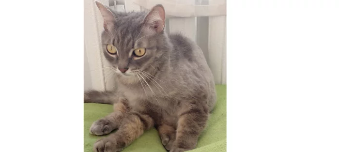The cat is good) - cat, British cat, Memes, Pets