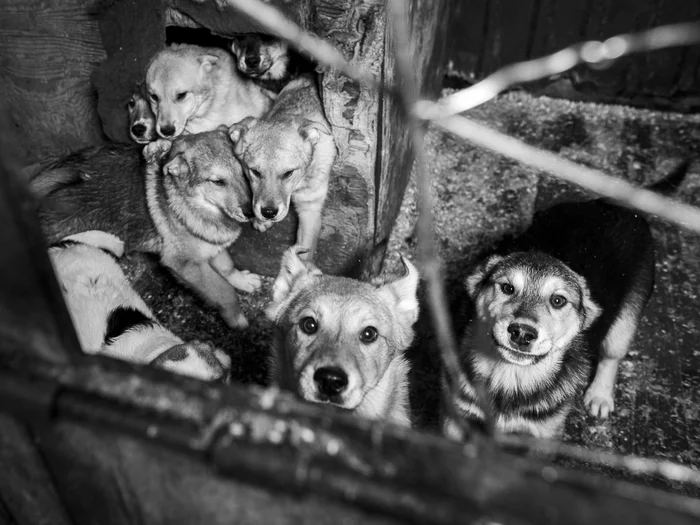 It becomes scary when you understand how people feel about shelters for homeless animals. - My, Helping animals, Volunteering, Animal shelter, Homeless animals, Problem, Charity, First post, Absurd, Humor, Moscow, Moscow region, cat, Dog, No rating