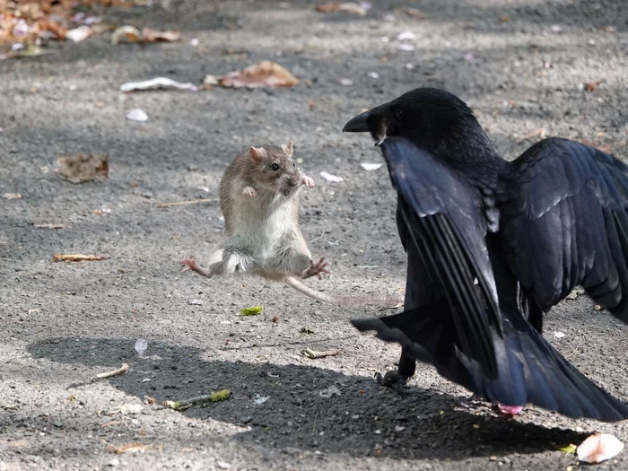 I'm not lunch, I'm a kung fu mouse! - The photo, Mouse, Crow, Karate, Karate Kid, Wushu, Kung Fu