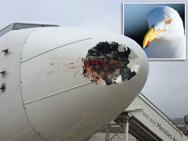 What happens when a bird collides with an airplane? - Airplane, Birds, Aviation, How is it done, Longpost