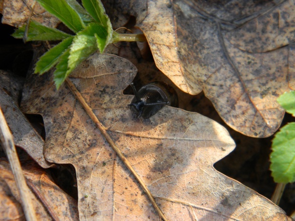 Snails are cute - My, Hobby, The photo, Beginning photographer, Snail, Longpost