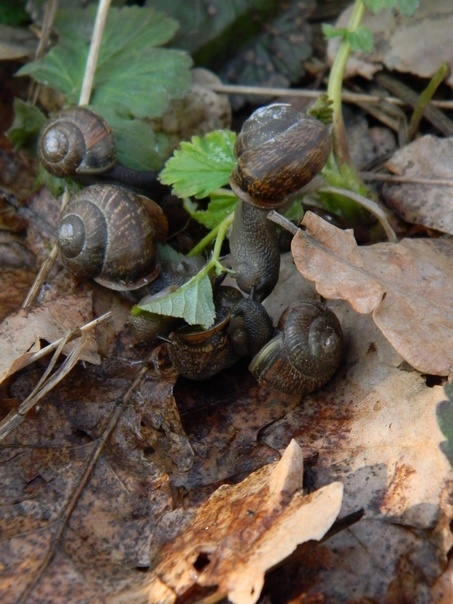 Snails are cute - My, Hobby, The photo, Beginning photographer, Snail, Longpost