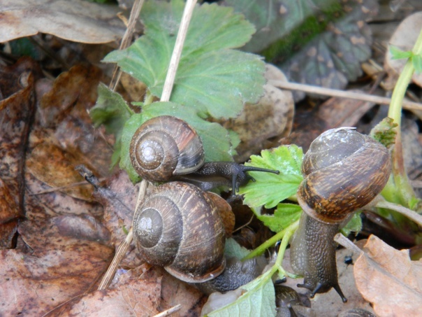 Snails are cute - My, Hobby, The photo, Beginning photographer, Snail, Longpost