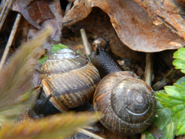 Snails are cute - My, Hobby, The photo, Beginning photographer, Snail, Longpost