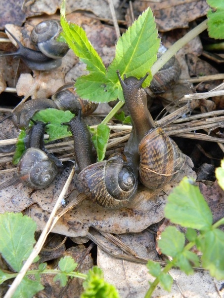 Snails are cute - My, Hobby, The photo, Beginning photographer, Snail, Longpost