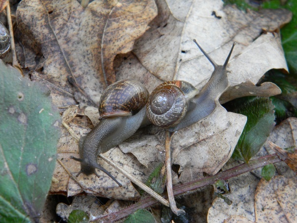 Snails are cute - My, Hobby, The photo, Beginning photographer, Snail, Longpost