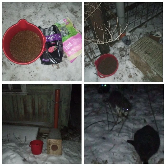 November 27th. I made two more automatic feeders, put 4 more houses, put a sheepskin in each and fed everyone - My, Dacha, cat, Animal Rescue, Helping animals, Homeless animals, Video, Vertical video, Longpost, Youtube