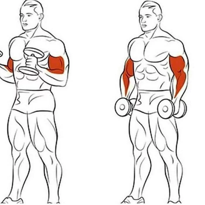 How to build biceps and triceps at home - Sport, Text, Longpost, Exercises, Sports Tips