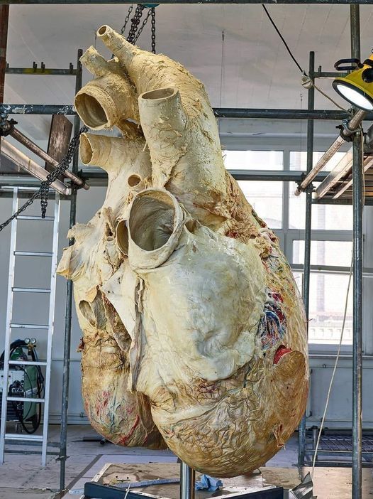 The heart of a blue whale weighing 180 kilograms - Whale, Heart, Repeat