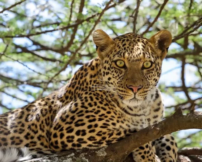 Jade Eyes* - Leopard, Rare view, Big cats, Cat family, Mammals, Animals, Wild animals, wildlife, Nature, Africa, The photo, Tree