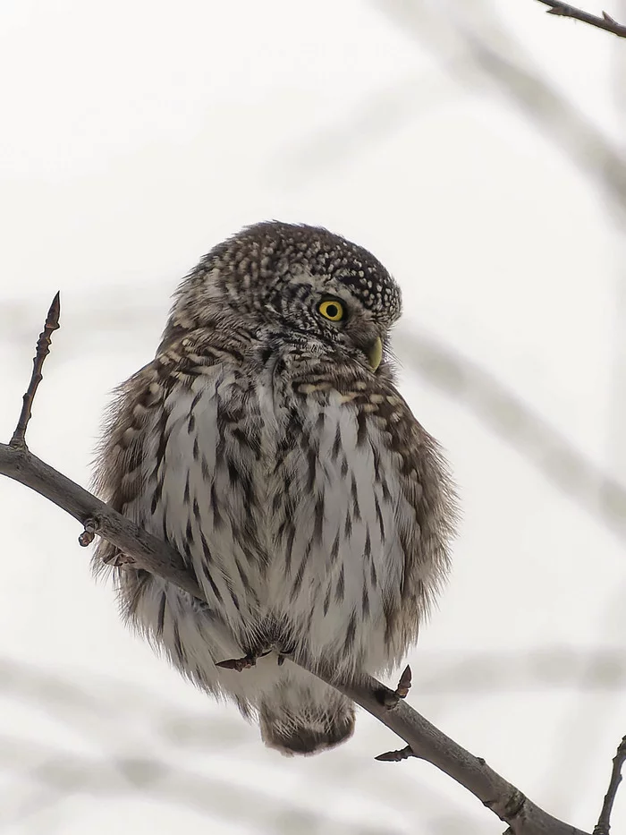 The main star of this fall - My, Owl, Sparrow owl, Nature, Photo hunting, Birds, Ornithology, Predator birds, Hobby, Forest, Walk, The photo