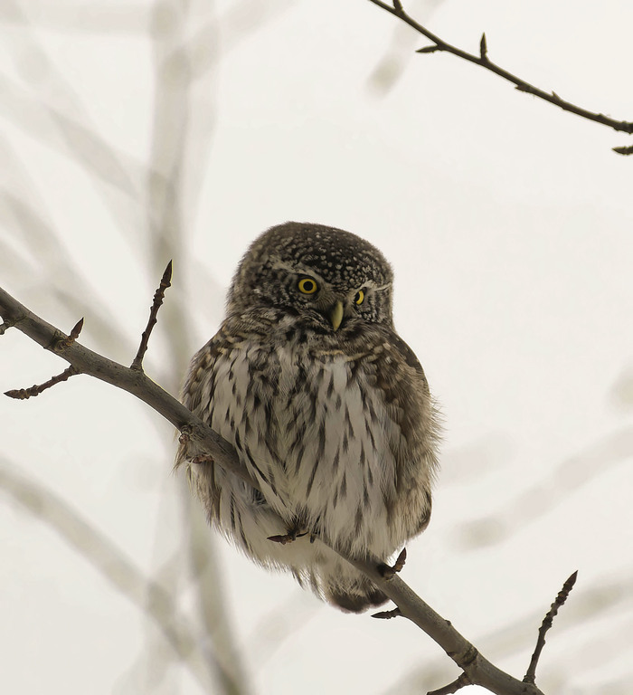 �����-�� ���������� ���