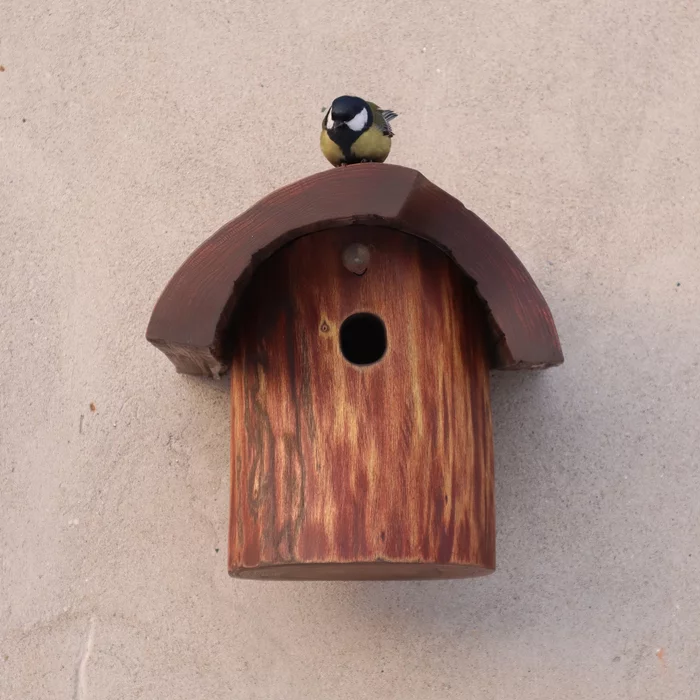 Sinichnik duplyanka covered with tinted oil - My, Birds, Birdhouse, Nature, Ornithology, Photo hunting, Idea, Presents, Tit, Trough, Gardening, Dacha, For home, Longpost