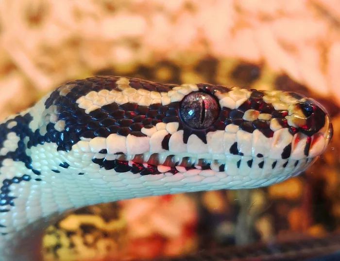 Masha - My, Reptiles at home, Reptiles, Snake, Python, First post, Longpost