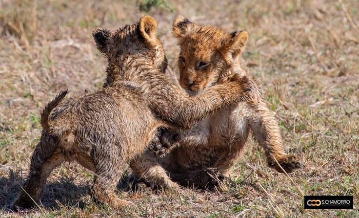 The game - Lion cubs, a lion, Rare view, Big cats, Predatory animals, Mammals, Animals, Wild animals, wildlife, Nature, Reserves and sanctuaries, Masai Mara, Africa, The photo, Animal games