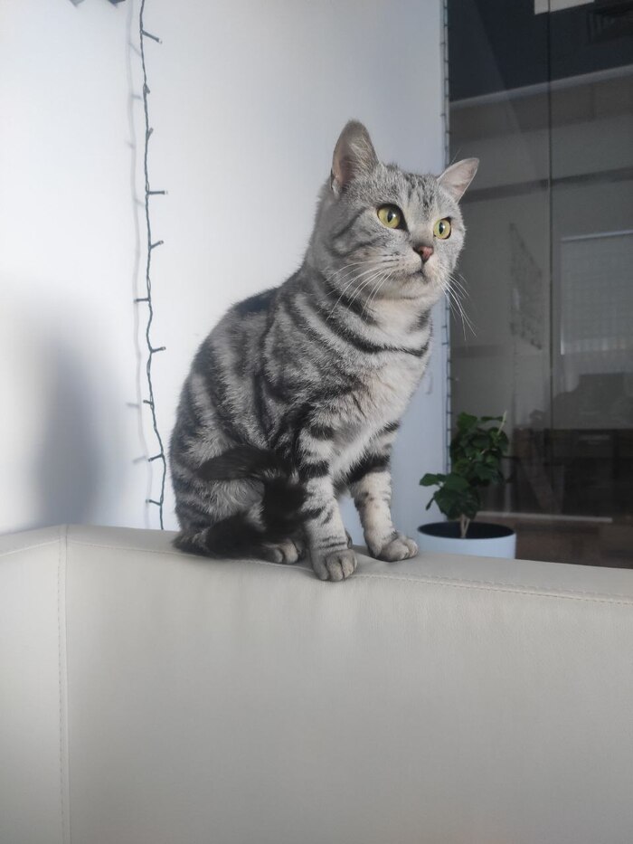 Нашли кошку. Астана Домашние животные, Кот, Астана, Без рейтинга, Найден кот
