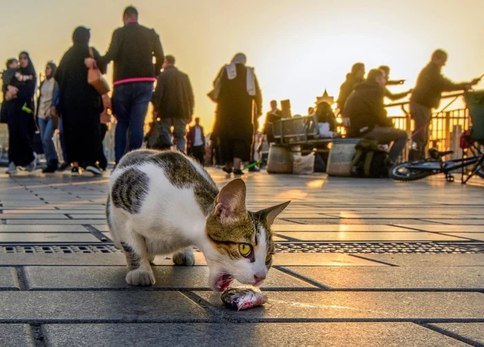 Eating fish! - cat, A fish, Turkey, Is eating, Fishing, Kus, Dinner, The photo