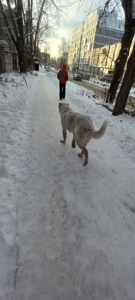 White alabai walks (microdistrict Elmash, Yekaterinburg) - No rating, Yekaterinburg, Lost, In good hands, Dog, Alabai, Helping animals, Longpost, Found a dog