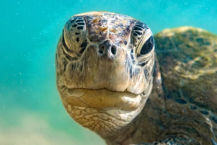 Everything will be fine! - Sea turtles, Wink, Sri Lanka, Wild animals, Turtle, The photo, Halle, Beach, Longpost