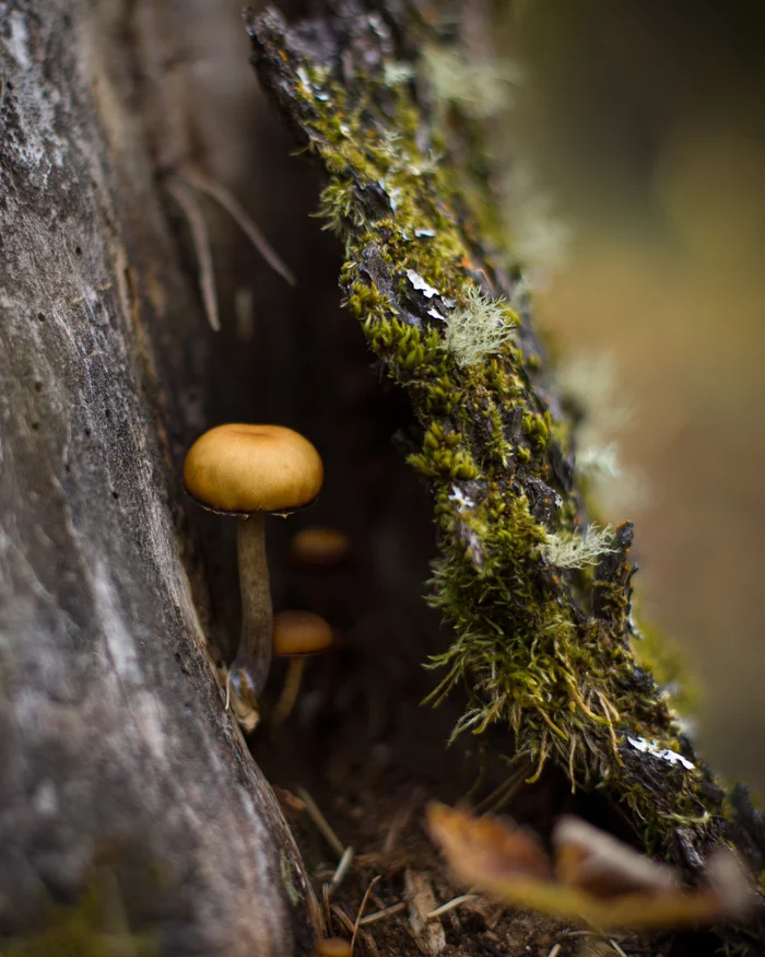 mushroom - My, Mushrooms, Forest, Nature, The photo, Moss, Stump