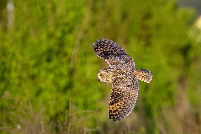 long-eared owl - My, Nature, The photo, Owl, Birds, Flight, Ornithology, Predator birds, Wings, Lucky moment